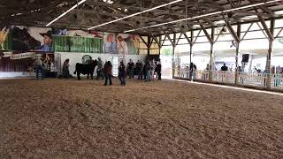 Youth Beef Market Show [upl. by Nylhsa]