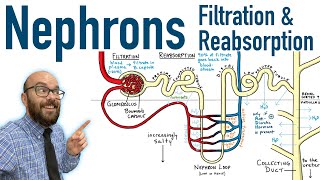 Renal  Filtration Reabsorption and Secretion Overview [upl. by Addia]