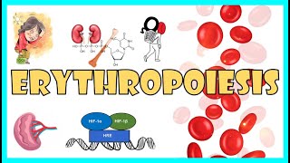 Erythropoiesis Steps in RBC formation Regulation of Erythropoiesis Lifespan amp Destruction of RBC [upl. by Eolcin]