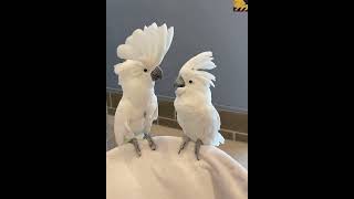 Cockatoos Dancing [upl. by Chickie]