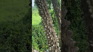 Bark of Zanthoxylum rhetsa a medicinal tree of Odisha [upl. by Sidran230]