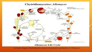 Chytridiomycetes [upl. by Bartolome785]