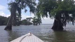 Louisiana Bayou Boat Ride w Roy Blanchard [upl. by Marjana]