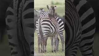 Zebra Love shorts viral ytshorts [upl. by Eirelam730]