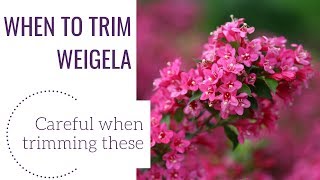 When to Trim Weigela  wwwgardencrossingscom [upl. by Zilada537]