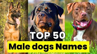 Male Dogs Names  Top 50 Male Dogs Names  Unique Male Dogs Names [upl. by Asyle]