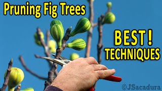 PRUNING FIG TREES  Best Pruning Techniques for BIGGER FRUITS and BETTER CROPS [upl. by Monaco882]