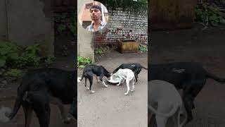 jivdaya mom priya priyam love all animals and birds newviral [upl. by Ladnik]