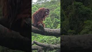 Bornean OrangutanTaipei Zoo [upl. by Omrellug507]