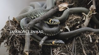 Zaskrońce znikąd  Grass Snakes out of Nowhere [upl. by Sivolc]