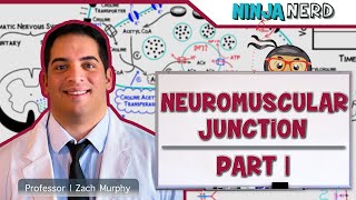 Musculoskeletal System  Neuromuscular Junction  Neuromuscular Transmission Part 1 [upl. by Lehctim]