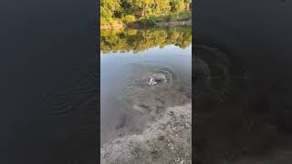 Kid catching a catfish pondlife [upl. by Haela861]