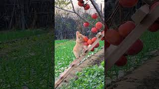 Little greedy rabbit eating persimmon Cute pet debut plan Rabbit Rural cute pet [upl. by Nael910]