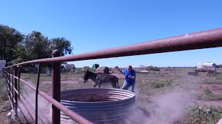 Donkey Saves my life watertank drinkingwater donkeys subscribe closecall [upl. by Cromwell]