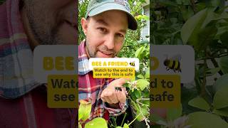 Carpenter Bees safe to handle pollinators shorts gardening fruittrees bees garden bee [upl. by Minton939]