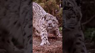 Snow Leopard Unbelievable Facts shortsvideo viralshortvideo [upl. by Nilyram385]