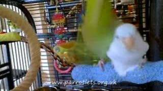 Parrotlet Mating 3 [upl. by Harragan294]