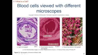 HumanBio Ch 03 Cell Types Cell Membrane Cell Transport [upl. by Eillim]