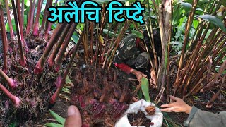 Cardamom Harvesting in Eastern Nepal  Cardamom Farming in Nepal  Elaichi Farming  Alaichi [upl. by Blas]