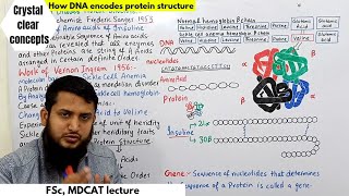 How DNA encodes protein structure  chromosome and DNA  Fsc MDCAT lecture in Urduhindi [upl. by Attezi]