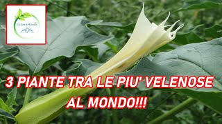 3 PIANTE tra le PIU VELENOSE al MONDO [upl. by Blanchette269]