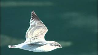 Norway Ferry cruise Hellesylt  Geiranger [upl. by Aivil]