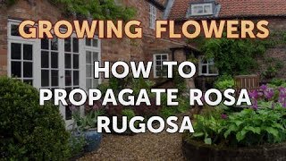 How to Propagate Rosa Rugosa [upl. by Southard]