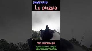 La Pioggia straycats TamaWorld [upl. by Rinum968]