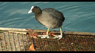 Coot coot Fulica atra Blässhuhn foulque [upl. by Murtha440]