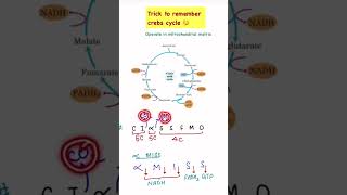 short trickkrebs cycleTCA cyclecitric acid CA cycleneetncert [upl. by Nillor581]