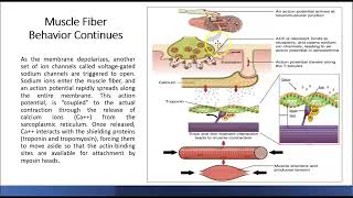 V18 Skeletal muscle contraction [upl. by Daphene]