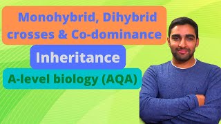 Monohybrid Dihybrid crosses Codominance  Inheritance  Alevel Biology [upl. by Solegnave]