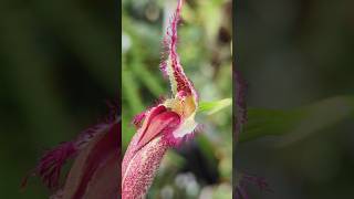 Diese Orchidee hat einen gemeinen Trick bulbophyllum [upl. by Bedad79]