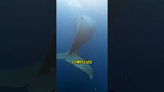 Porque las Ballenas Cantan [upl. by Alemac]