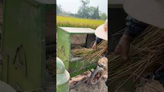 Farmers are now using machines to thresh riceshorts rice [upl. by Zebada]