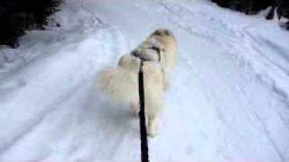 Snørekjøring med samojed  skijoring with a samoyed dog [upl. by Odnanreh]