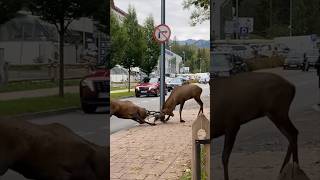 ZAKOPANE JELENIE NA ULICY 🦉 [upl. by Ciardap]