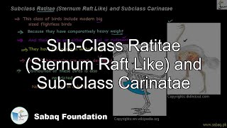 SubClass Ratitae Sternum Raft Like Biology Lecture  Sabaqpk [upl. by Assehc]