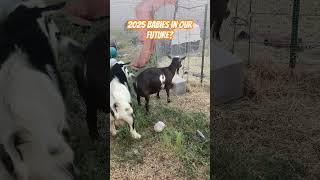 The Future of Baby Goats goat babygoat goatfarm littlegoat goatbreeding minigoat breeder az [upl. by Ecnarrot522]