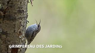 CHANT DU GRIMPEREAU DES JARDINS [upl. by Mis]