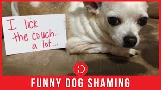 Top Dog Shaming Signs amp Dog Fails [upl. by Ikceb786]