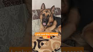 Thaaye Thaayefrom quotMaharajaquot😘ytshorts trending like pets viralvideo dog dogmom explore [upl. by Eanram]