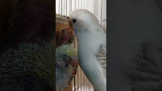 budgie mom feeding baby budgies [upl. by Suixela]