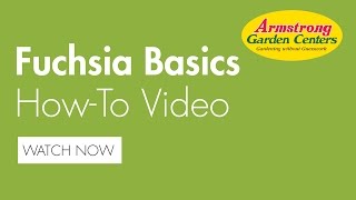 Fuchsia Basics How To  Armstrong Garden Centers [upl. by Olethea]