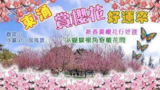 【親子行山路線】東涌賞櫻好運來 觀賞東涌櫻花園品種好運運來，希望在新春為大家帶來好運。同時可遊覽相鄰的觀景山，欣賞東涌和赤鱲角全景風光。是一條既簡單輕鬆，又能令眼睛享受美景的親子路線。 [upl. by Ezitram]