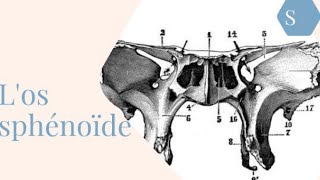 Los sphénoïde2 ème année médecineunité  neurologie 🌼 anatomie 🔥 [upl. by Nayve]