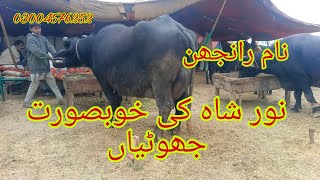 نور شاہ کی خوبصورت جھوٹیاں برائے فروخت رابطہ نمبر 03004576252 Okara Animal Tv 512024 [upl. by Ahseit]