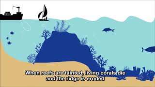 How does coastal erosion occur [upl. by Naesal110]