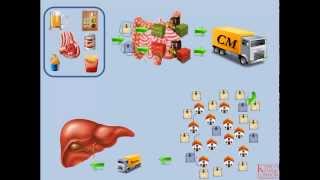 Lipids and Lipoproteins  Part 2 Exogenous Pathway [upl. by Lonny327]