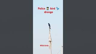 Black drongo bird 🐦police bird viralshort [upl. by Sirtaeb]